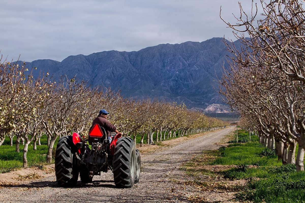 Sector Agroindustria